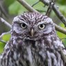 anaideia ataraxia's profile picture