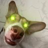 Profilbild von motmot_x