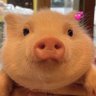 Mojity's profile picture