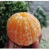 Фото профиля 🍊