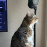 白いキリンさん's profile picture