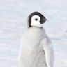 Фото профиля practicalpenguin