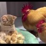 kptorc 的头像