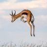 ガゼル🦌 的头像