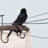 Sitaram.'s profile picture