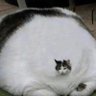 GFork's profile picture