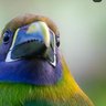 Le extranjer profil fotoğrafı
