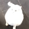 Mookies cat (me/myself) 的头像
