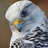 C - 4 profil fotoğrafı