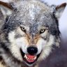 GreyWolf's profile picture