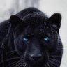 Profilbild von Andre Brown