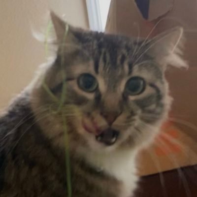 YTAgert's profile picture