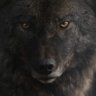 Dianne Wiley's profile picture