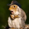 Thatrandomsquirrel profil fotoğrafı