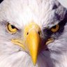 Eagle_D 的头像