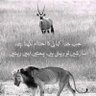 Фото профиля حرامی عمران نیازی