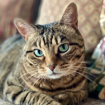 For the love of Missy.'s profile picture