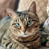 Missy the Bobtail 的头像