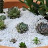 La señora de las plantas profil fotoğrafı