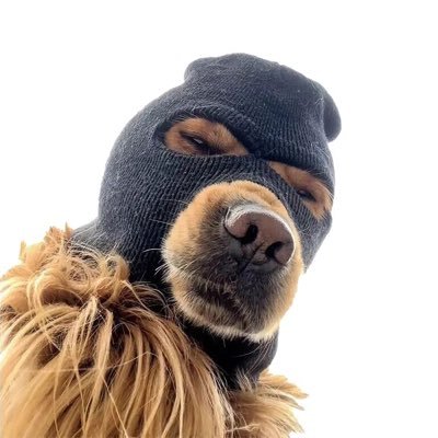 Ski Mask Dog's profile picture