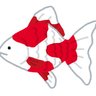 金魚きょぎょ 的头像