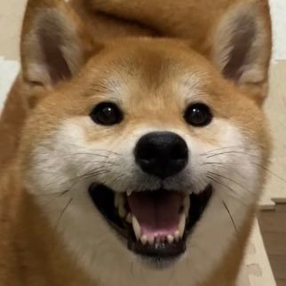 shibaken_mameta's profile picture