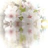 ☆はくまい☆ 的头像