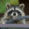 Dave🦝 profil fotoğrafı