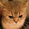 Profilbild von CatsBringLaughs
