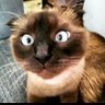 Nico's profile picture