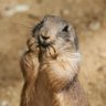 Фото профиля Prairie Dog