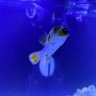 Snoop Pufferfish profil fotoğrafı