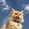 Mumb-high's profile picture