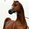 سلطان الحاشدي الحاشدي's profile picture