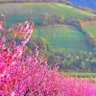 Фото профиля Davood