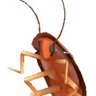 Roach's profile picture