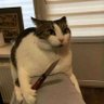 Boris 🤘🤘 profil fotoğrafı