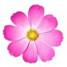 नई सुबह's profile picture