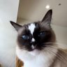 スピードバード's profile picture