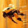 Honeycomb 的头像