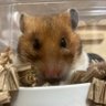 イヌ's profile picture