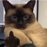 Kuma's profile picture