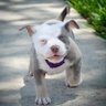 Derpshield's profile picture