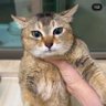 LERATONGUE🦝 profil fotoğrafı