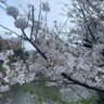ちー's profile picture