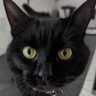 The black cat🐈‍⬛ profil fotoğrafı