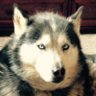 Profilbild von Bullzye123
