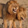 Rao Sadaqat Ali's profile picture