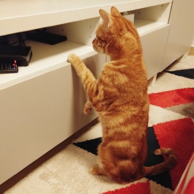Kevin Ma's profile picture