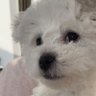 月亮's profile picture